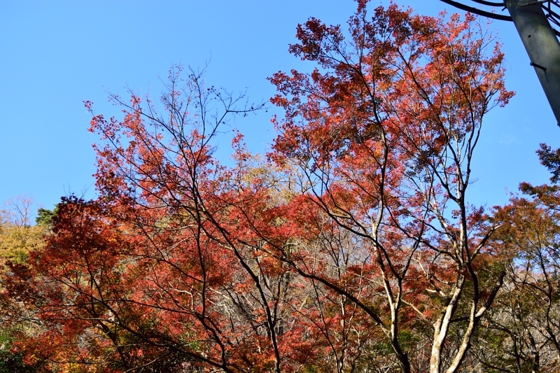 紅葉