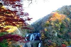 紅葉