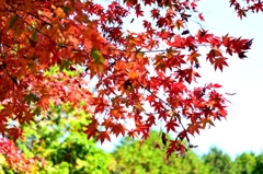 紅葉