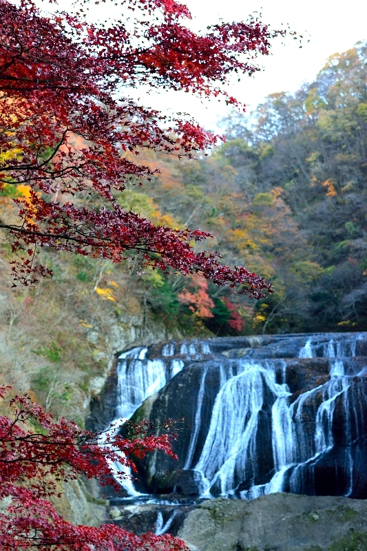紅葉