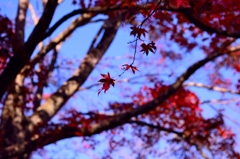 紅葉