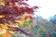紅葉