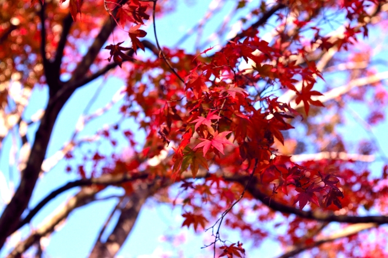 紅葉