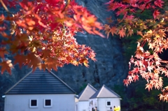紅葉