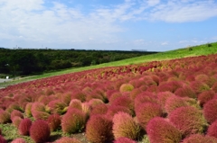 コキヤ