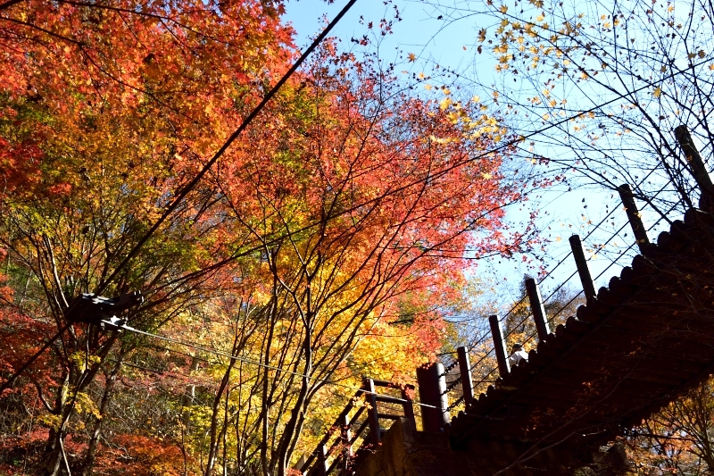 紅葉