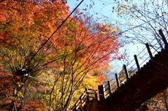 紅葉