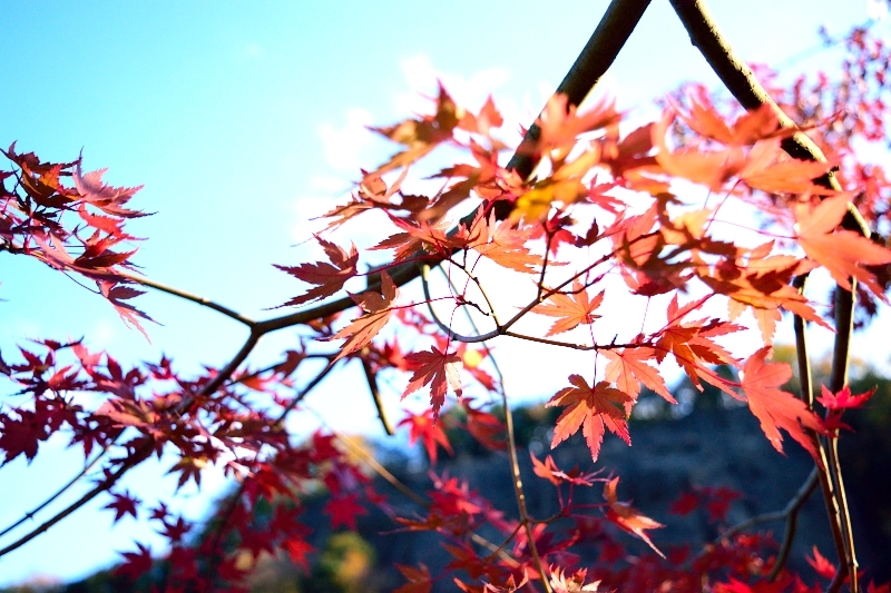 紅葉