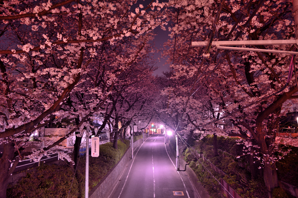 頬に口づけ 染まる桜坂