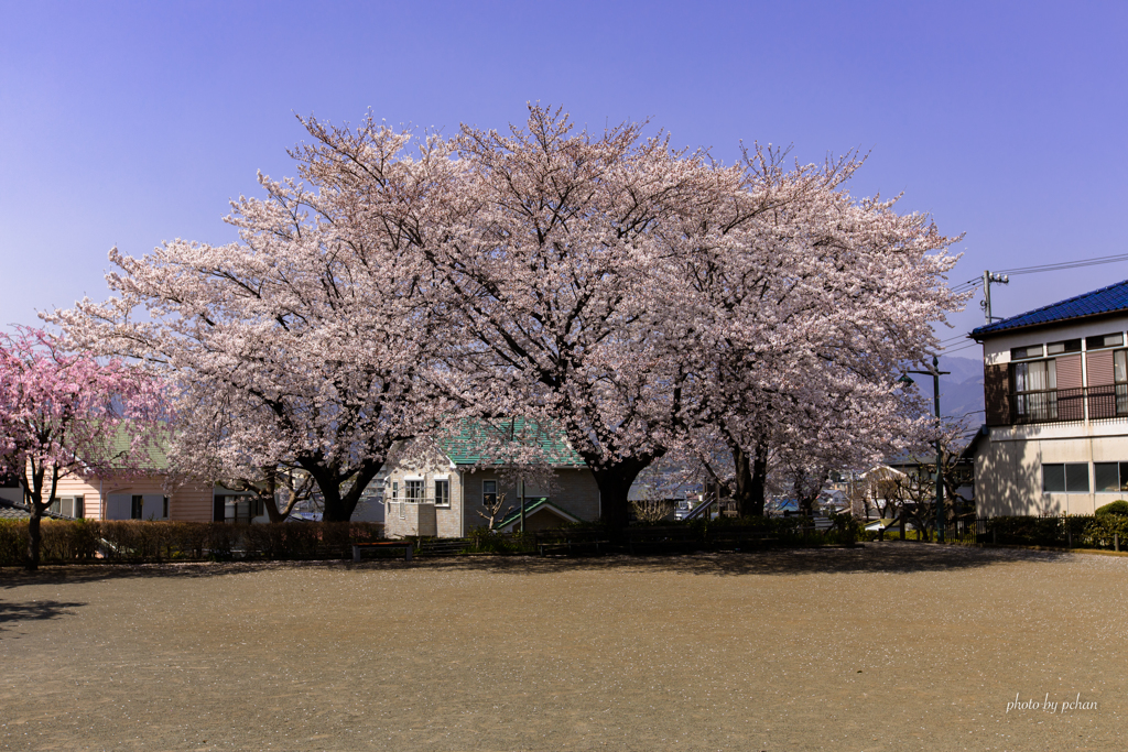 桜1