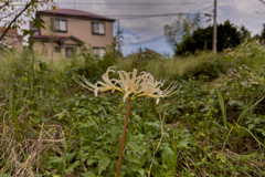 「彼岸花」