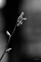 桜2