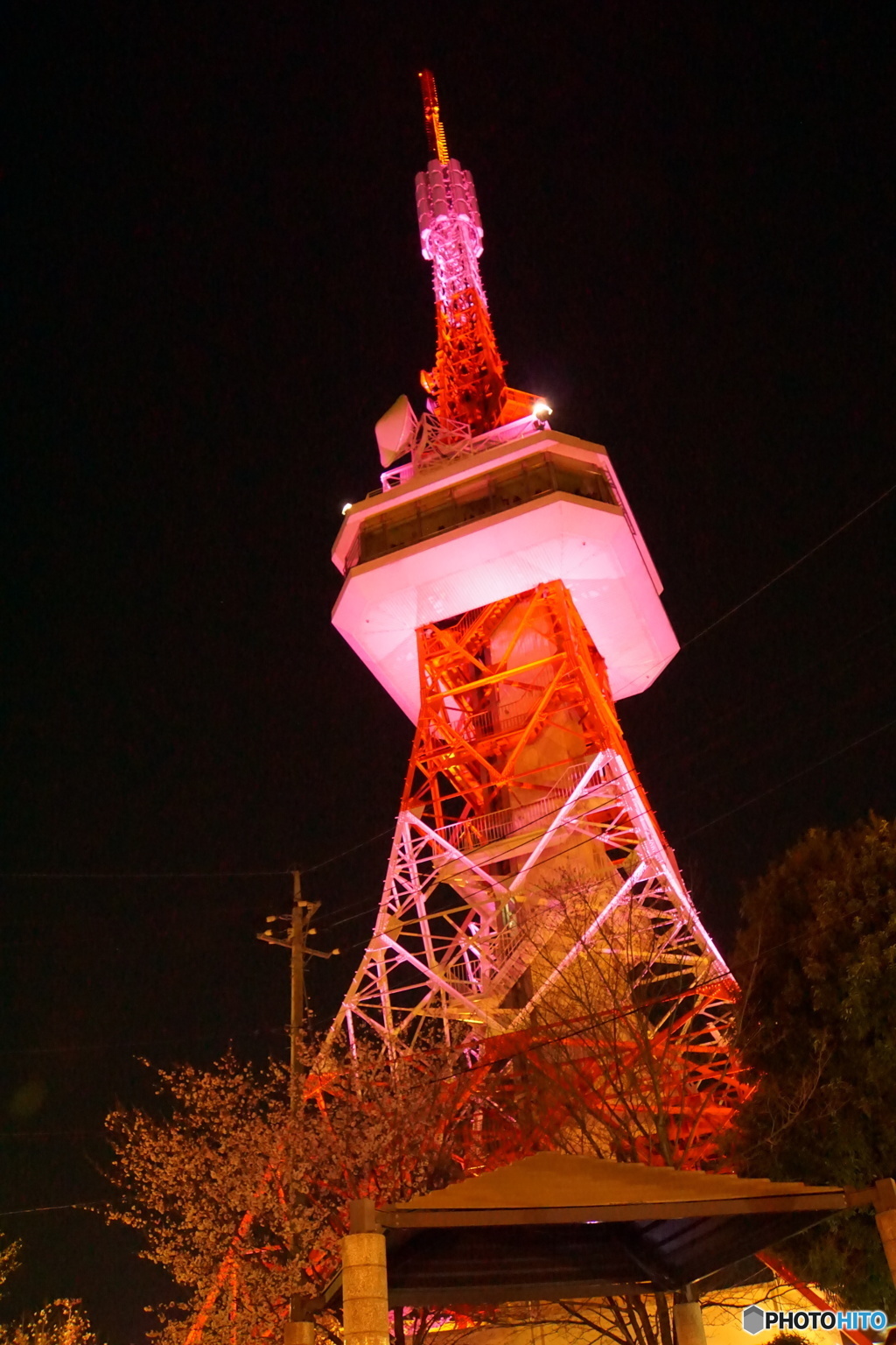 DSC00386八幡山　さくら　