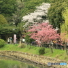 三ツ池公園　桜