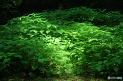 DSC06705