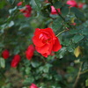 DSC06950