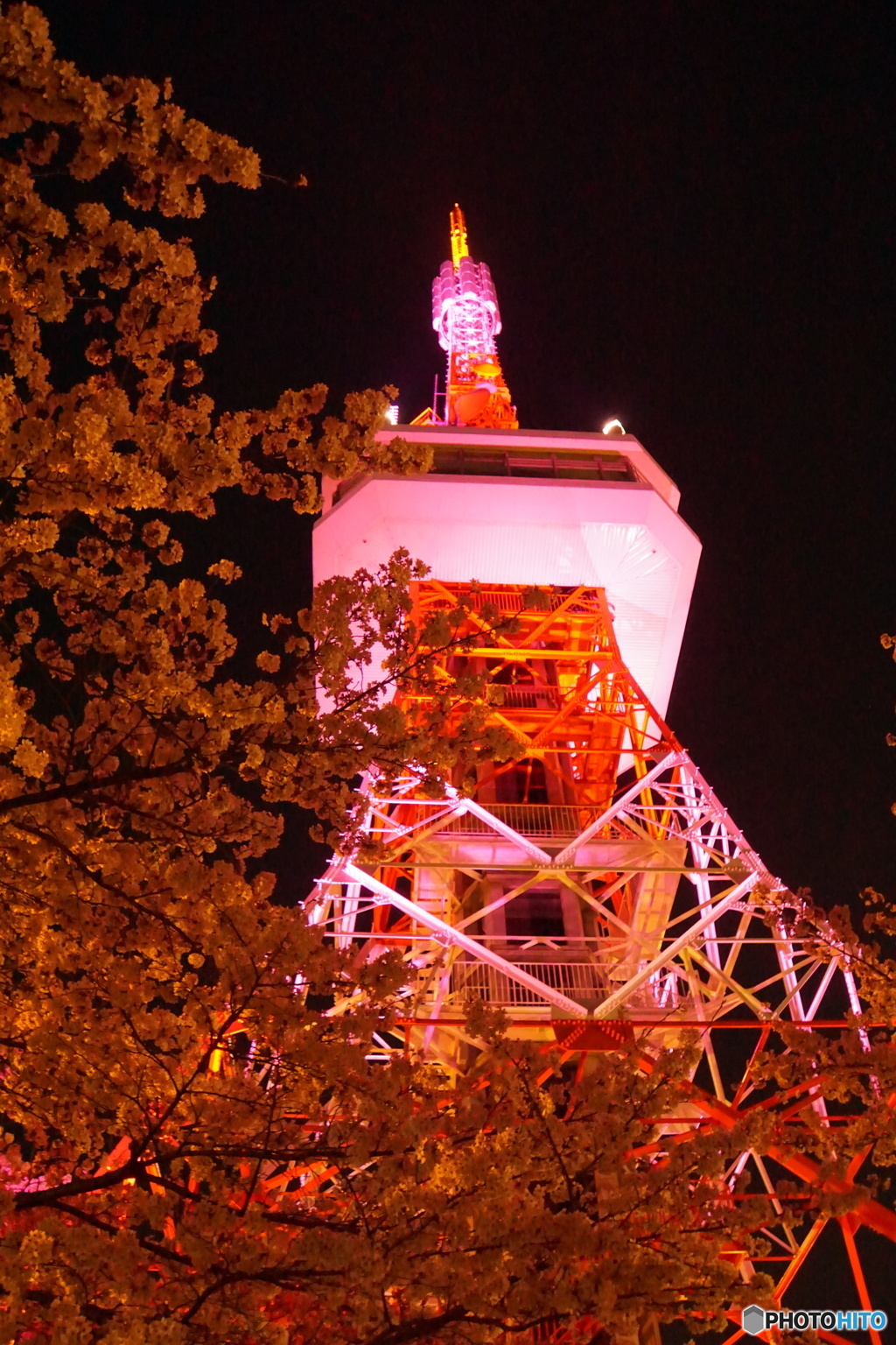 DSC00422八幡山　さくら　