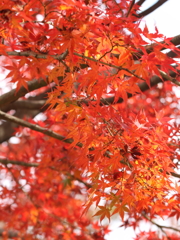 IMG_6170.1JPG