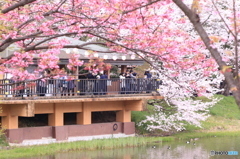 三ツ池公園　桜