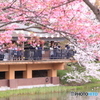 三ツ池公園　桜