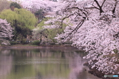 三ツ池公園　桜