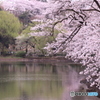 三ツ池公園　桜