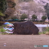三ツ池公園　桜　しやぼん玉