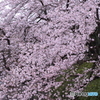三ツ池公園　桜
