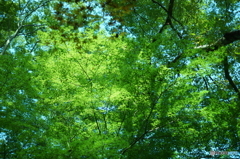 DSC06554