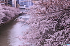 目黒川桜まつり