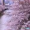 目黒川桜まつり