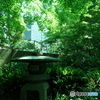 DSC005432017-05-05六義園