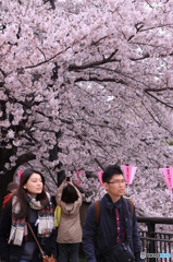 目黒川桜まつり