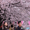 目黒川桜まつり