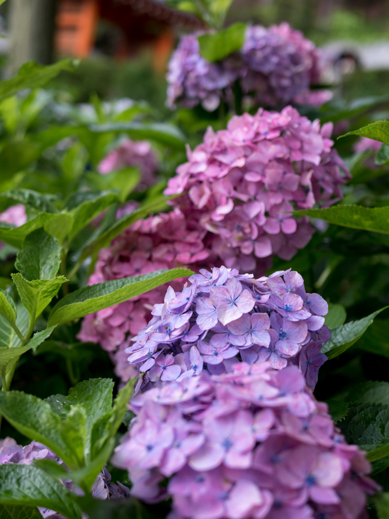 三室戸寺の紫陽花