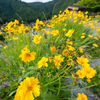 美山 かやぶきの里