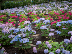 三室戸寺の紫陽花