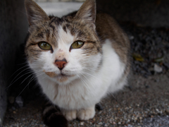 養老SAにいた猫