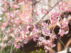 今年の近所の桜