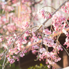 今年の近所の桜