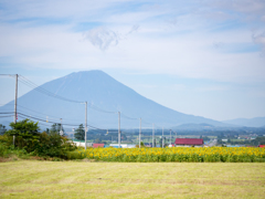 羊蹄山とひまわり