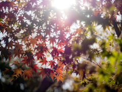 円山公園の紅葉