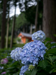 三室戸寺の紫陽花