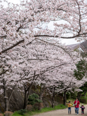 黄檗公園の桜