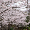 黄檗公園の桜