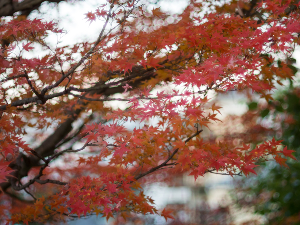 紅葉