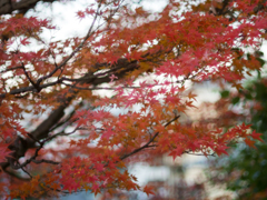 紅葉