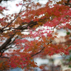 紅葉