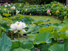 三室戸寺の蓮