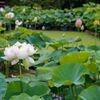 三室戸寺の蓮